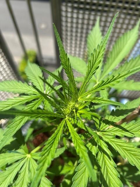 Permanent Jealousy XL Auto. Week 4