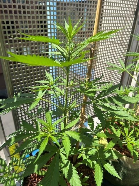 Permanent Jealousy XL Auto. Week 4