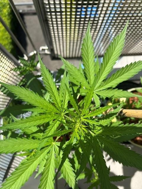 Permanent Jealousy XL Auto. Week 4