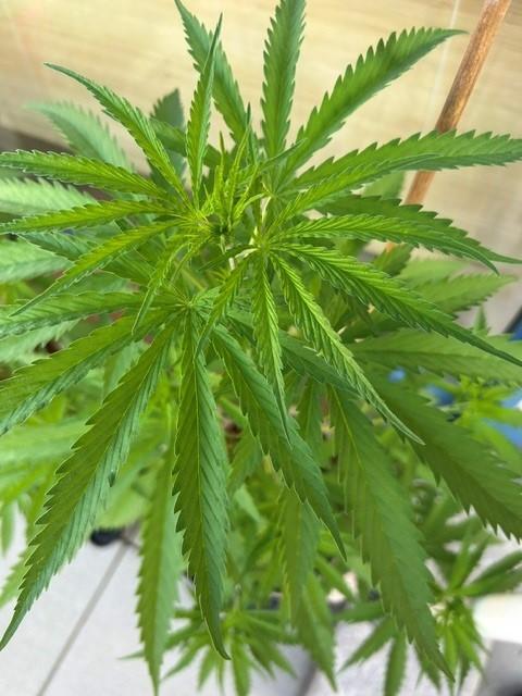 Desert Skunk. Week 6
