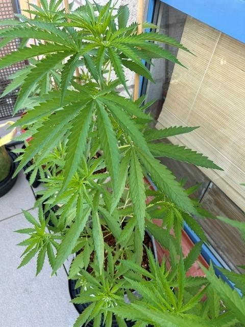 Desert Skunk. Week 6