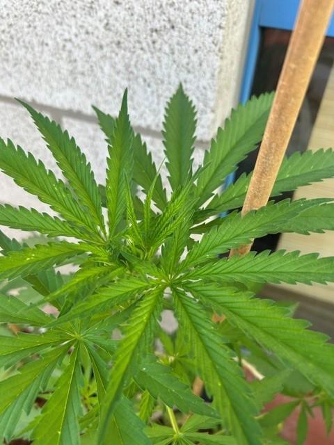 Desert Skunk. Week 6