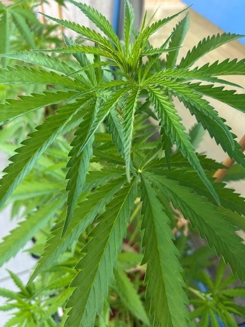 Desert Skunk. Week 6