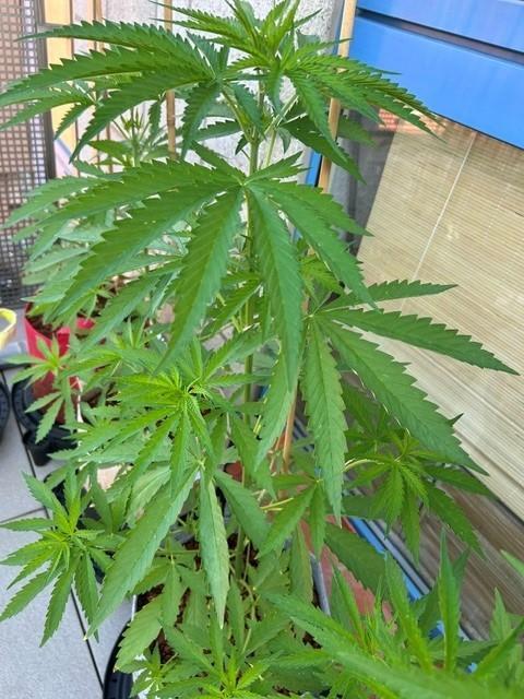 Desert Skunk. Week 6