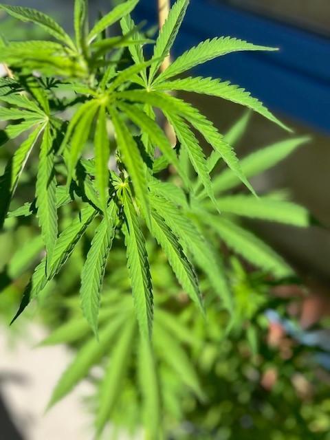 Desert Skunk. Week 7