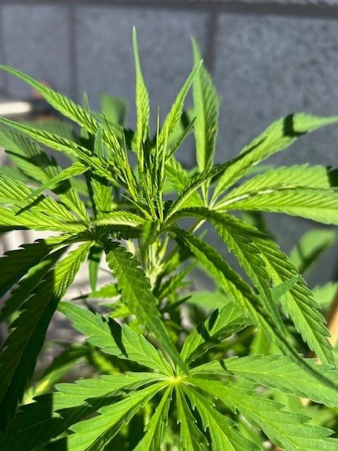 Desert Skunk. Week 7