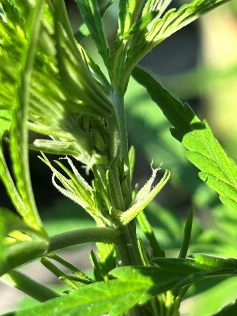 Desert Skunk. Week 7