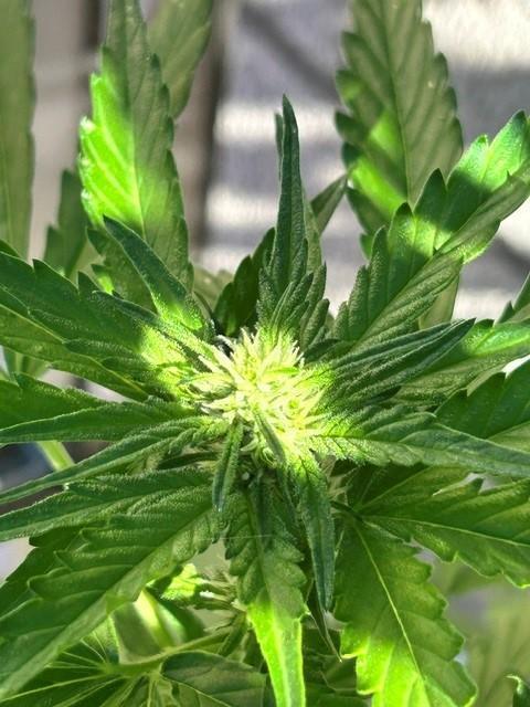 Jack 47 XL Auto. Week 6