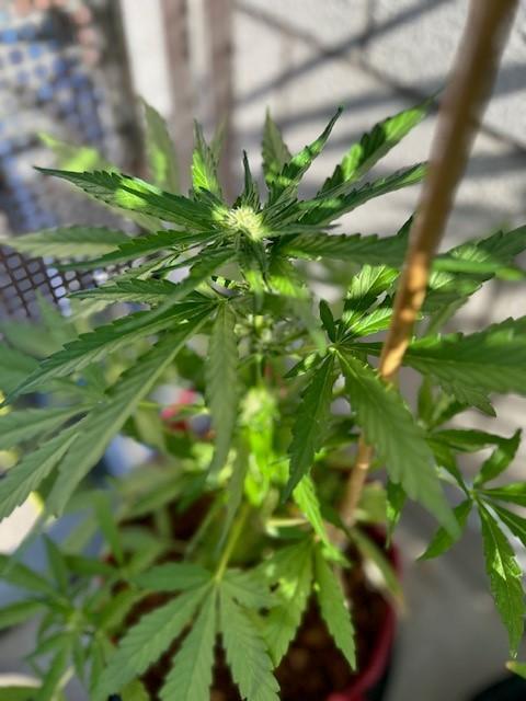 Jack 47 XL Auto. Week 6