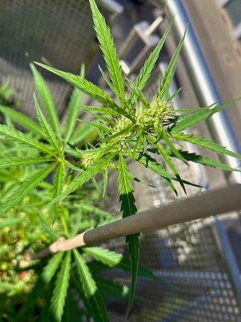 Auto Cocopopo Outdoors. Week 5