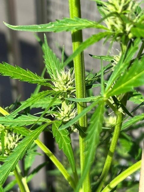 Auto Cocopopo Outdoors. Week 5