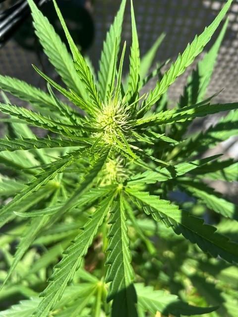 Permanent Jealousy XL Auto. Week 5