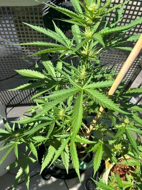 Permanent Jealousy XL Auto. Week 5