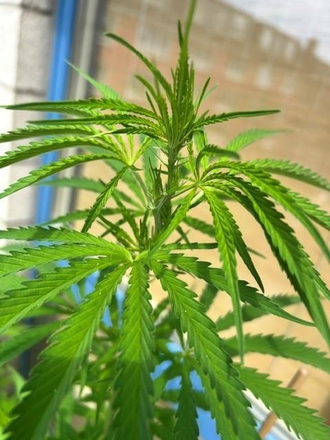 Desert Skunk. Week 8