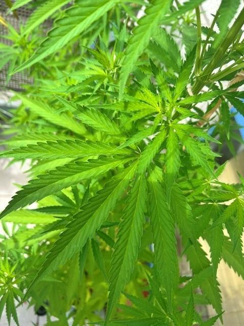 Desert Skunk. Week 8