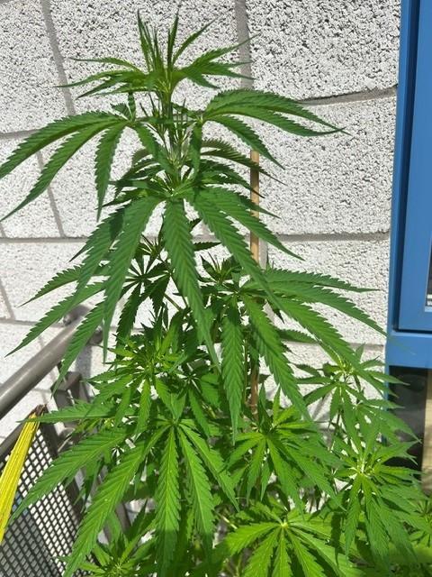 Desert Skunk. Week 8