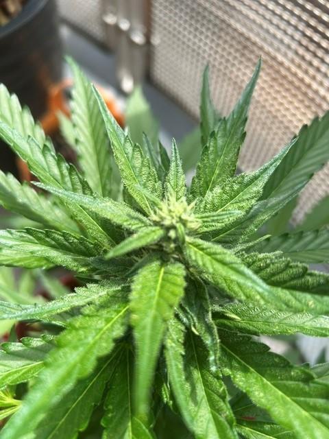Jack 47 XL Auto. Week 7