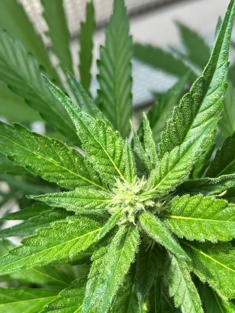Jack 47 XL Auto. Week 7