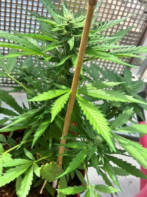Jack 47 XL Auto. Week 7