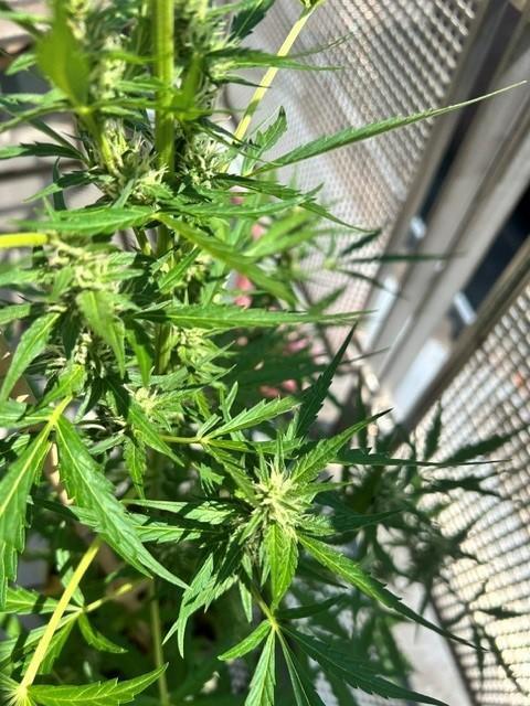 Auto Cocopopo Outdoors. Week 6