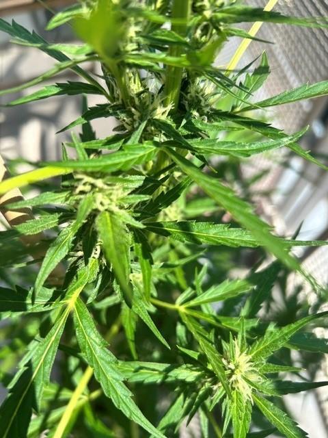 Auto Cocopopo Outdoors. Week 6