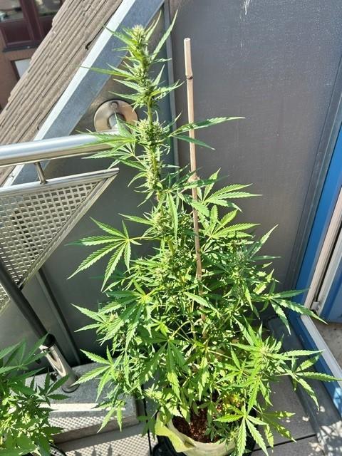 Auto Cocopopo Outdoors. Week 6