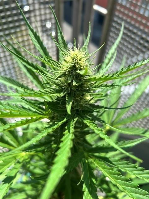 Permanent Jealousy XL Auto. Week 6