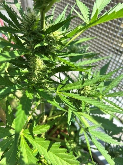 Permanent Jealousy XL Auto. Week 6