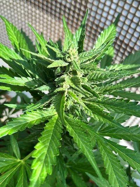 Jack 47 XL Auto. Week 8