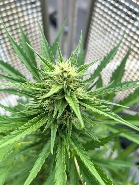 Jack 47 XL Auto. Week 8