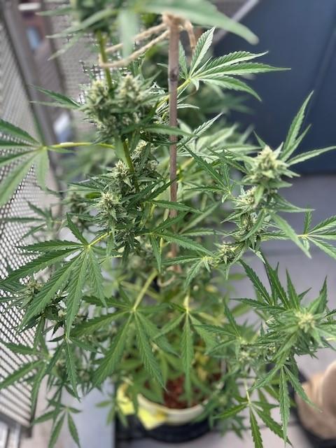 Auto Cocopopo Outdoors. Week 7