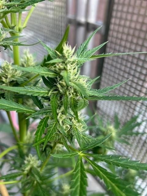 Auto Cocopopo Outdoors. Week 7