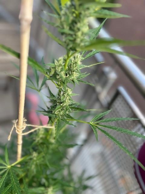 Auto Cocopopo Outdoors. Week 7