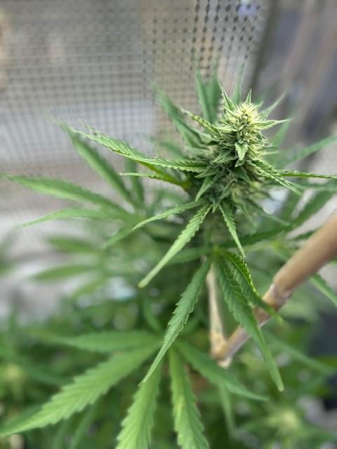 Permanent Jealousy XL Auto. Week 7
