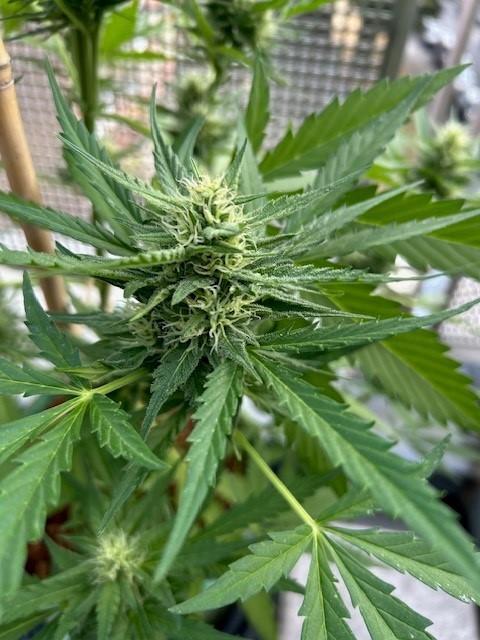 Permanent Jealousy XL Auto. Week 7