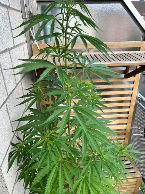 Desert Skunk. Week 9