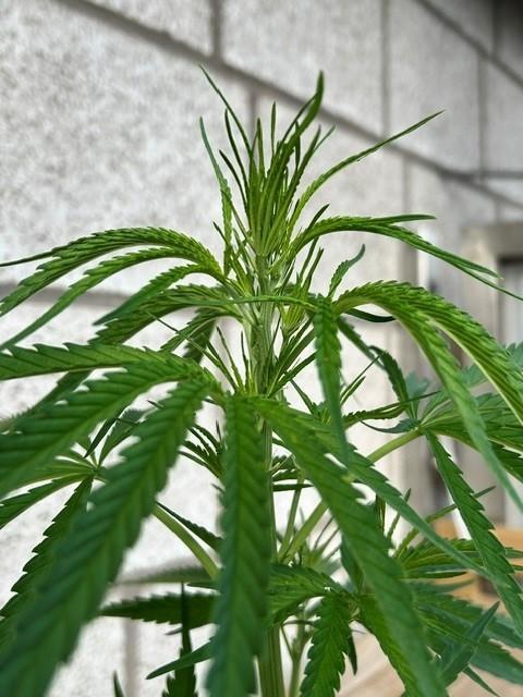 Desert Skunk. Week 9