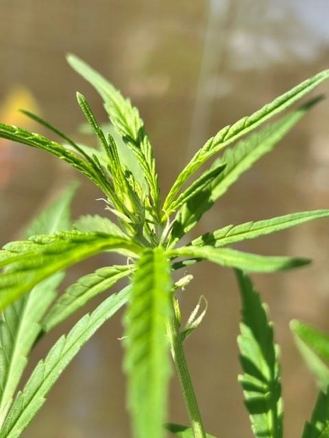Desert Skunk. Week 9