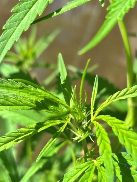 Desert Skunk. Week 9