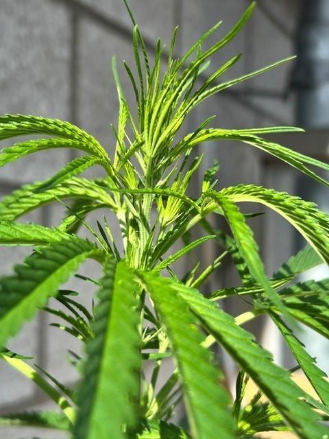 Desert Skunk. Week 9