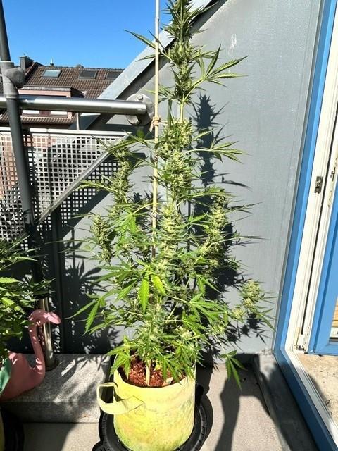 Auto Cocopopo Outdoors. Week 8