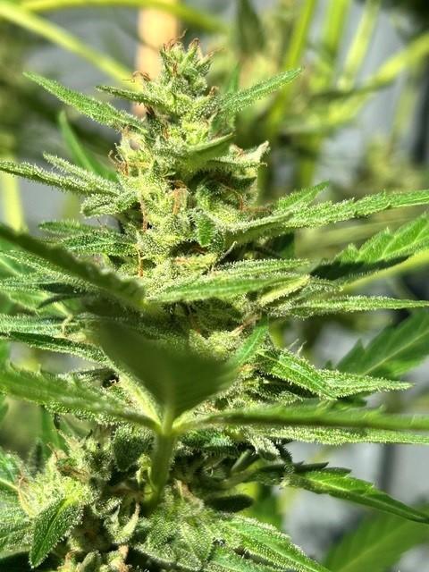 Auto Cocopopo Outdoors. Week 8