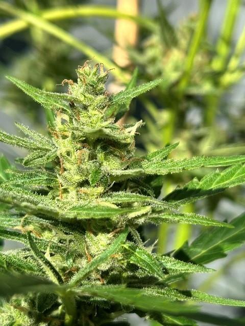 Auto Cocopopo Outdoors. Week 8