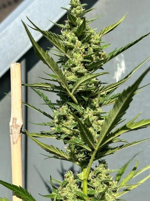 Auto Cocopopo Outdoors. Week 8