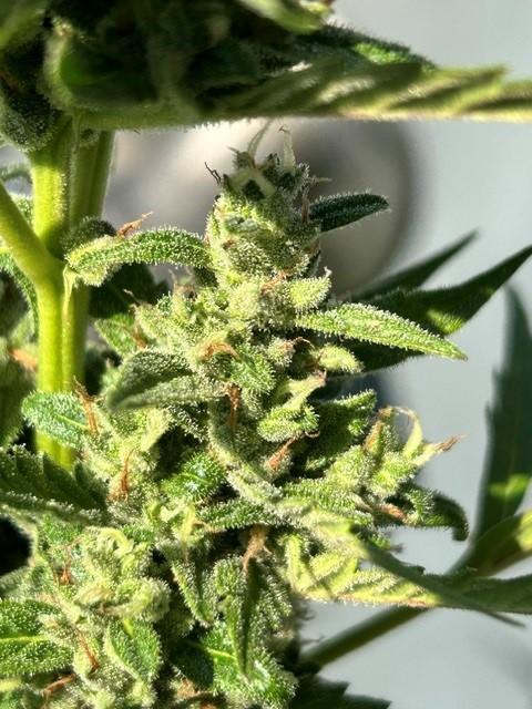 Auto Cocopopo Outdoors. Week 8