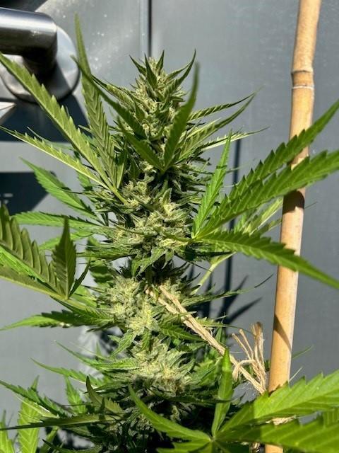 Permanent Jealousy XL Auto. Week 8