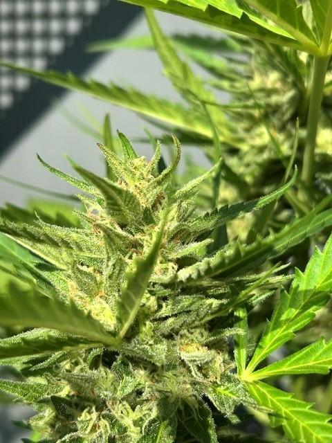 Permanent Jealousy XL Auto. Week 8