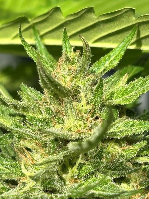 Permanent Jealousy XL Auto. Week 8
