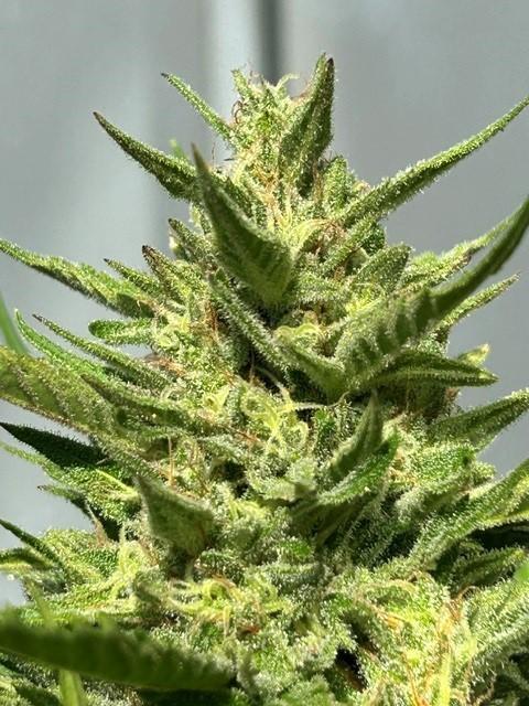 Permanent Jealousy XL Auto. Week 8