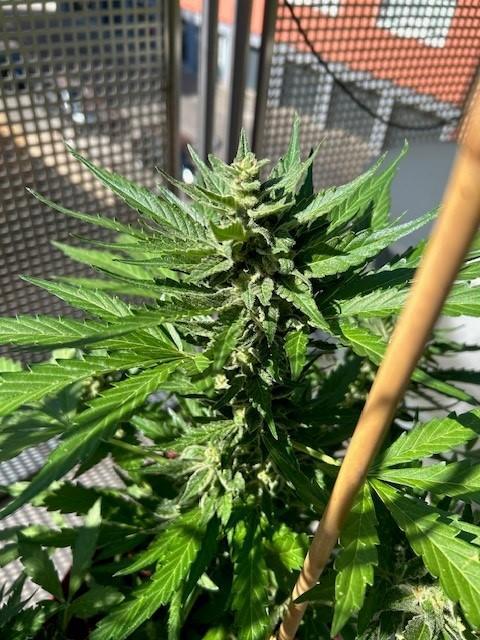 Jack 47 XL Auto. Week 9